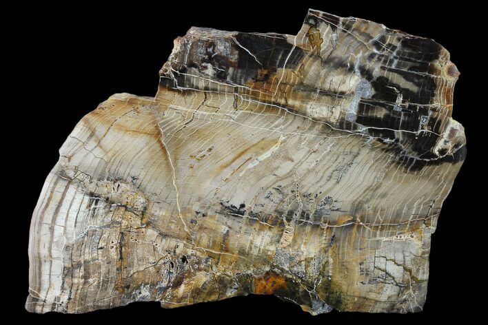Petrified Wood (Araucioxylon) Slab - Circle Cliffs, Utah #135650